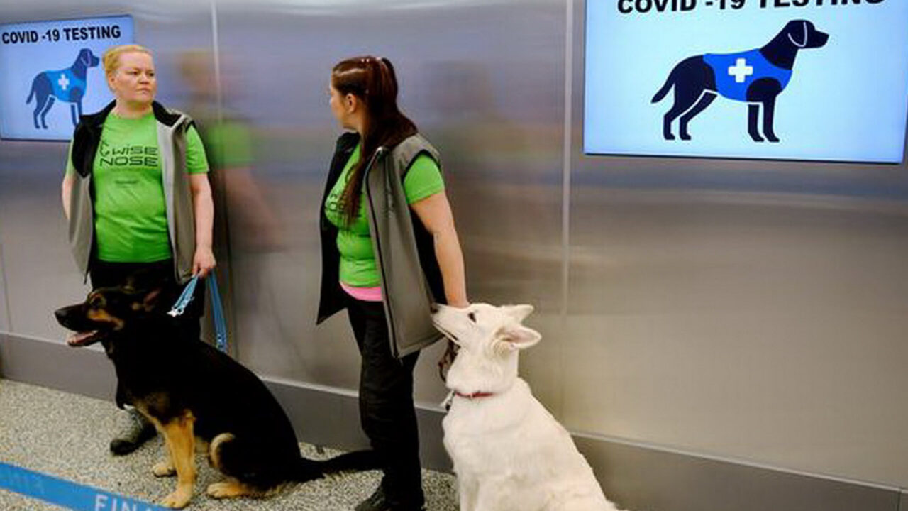 Είναι τα σκυλιά η λύση για ασφάλεια στα ταξίδια την εποχή της πανδημίας;